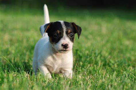 Jack Russell Rat Terrier Mix Puppies - Janeforyou