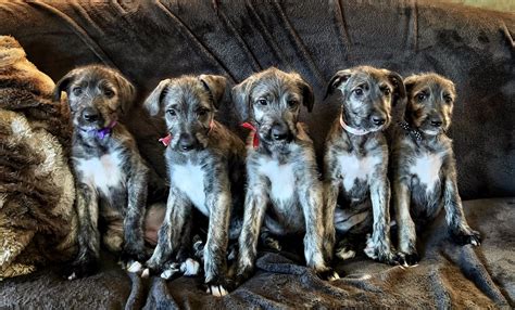 Irish Wolfhound Puppies For Sale: Top 5 Breeders! (2023) — WESTOVER ...