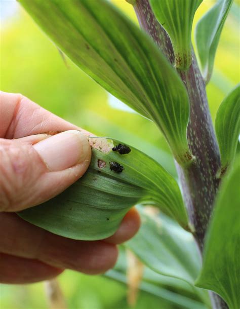 How to Control Red Lily Leaf Beetles – Longfield Gardens