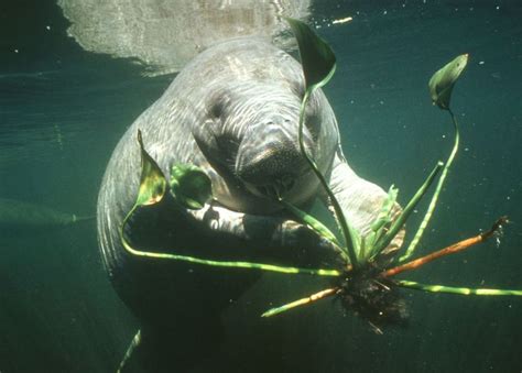 10 Amazing Facts About Manatees