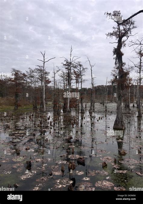 Black Bayou Lake National Wildlife Refuge Monroe Louisiana Stock Photo - Alamy