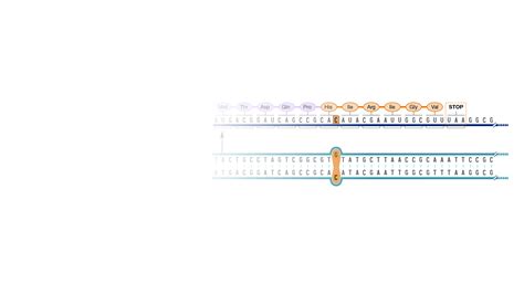 Frameshift Mutation Animation