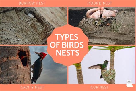 Different Types of Birds Nest - Pictures With Names