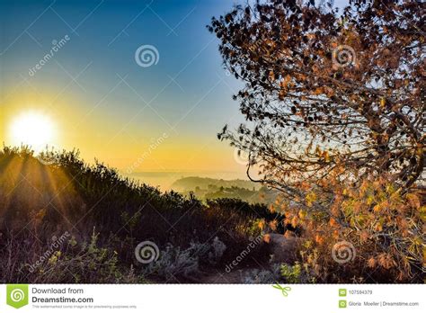 Sunrise View from Mt. Soledad in La Jolla, California Stock Image - Image of foliage, leaves ...