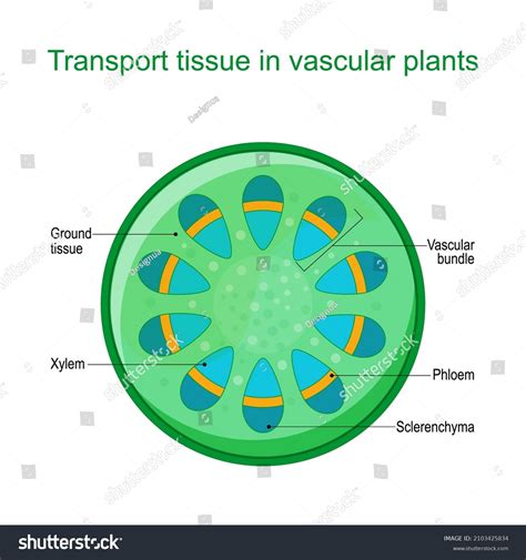 265 Xylem ring Images, Stock Photos & Vectors | Shutterstock