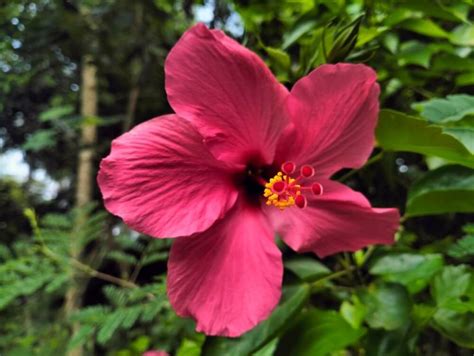 How To Prune Hibiscus (5 Methods For Beautiful Blooms)