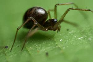 Money Spider (Linyphiidae) - Identification, Habitat and Diet