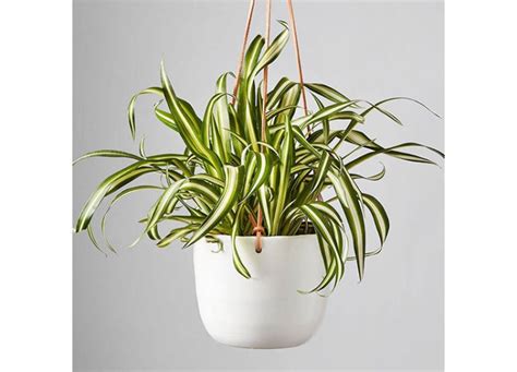 4 Spider Plant Benefits (Plus, How to Make Sure They Thrive) – PureWow