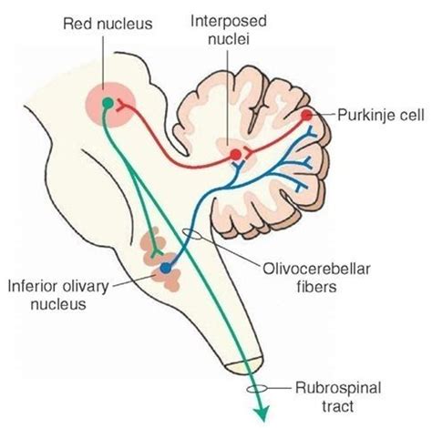 The overall feedback pathway between the red nucleus and cerebellum ...