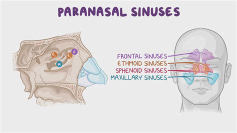 49+ Paranasal Sinuses Diagram - RhonddaFizan