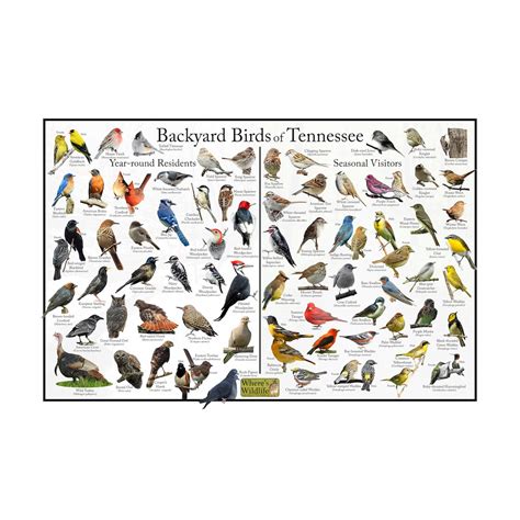 Backyard Birds of Tennessee Bird Identification Poster Divided Into Year-round Residents and ...