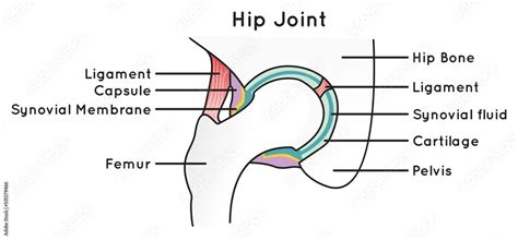 Hip Joint Diagram