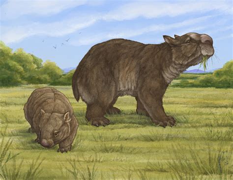 True giant wombat gives Diprotodon podium a wobble