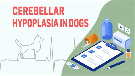 Cerebellar Hypoplasia In Dogs - Symptoms, Causes, & Treatments - Petmoo