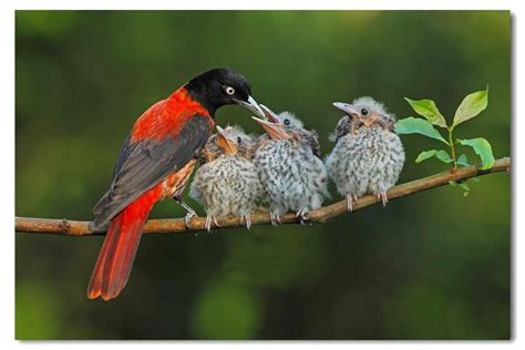 Red Robin feeding her chicks Bird Eggs, Birder, All Birds, Bird ...