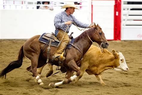 Working Cow Horse Classic The Ultimate Test of Horsemanship | Calgary ...