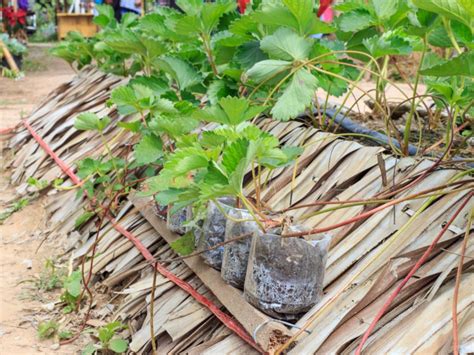 Strawberry Propagation With Strawberry Plant Runners