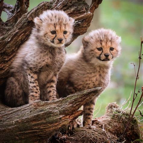 Pin by Elaine Tilton on Super sweet | Cheetah cubs, Animals wild, Super cute animals