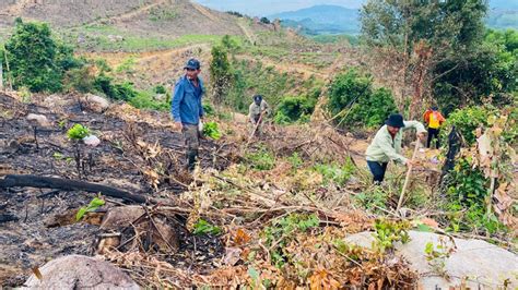 Effective planting of large timber forest: Land and mechanization