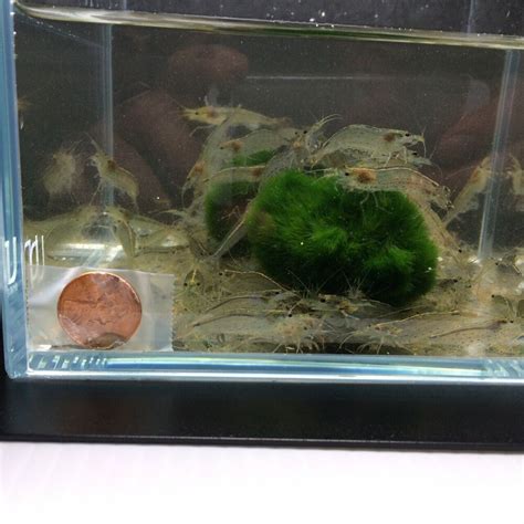 6 Amano Shrimp Size XL | Amano shrimp, Freshwater shrimp, Fresh water