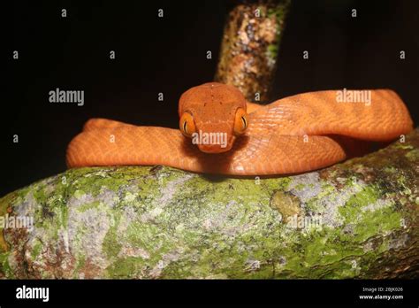 Boiga nigriceps or Black-headed cat snake is a species of snake from ...