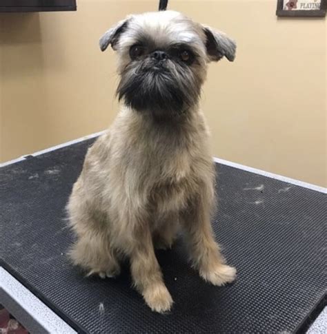 Millie the Brussels Griffon, groomed by Shelby. Look at that face! 😍 ...