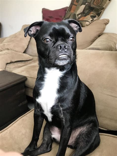 Pug/Boston Terrier : r/pugs