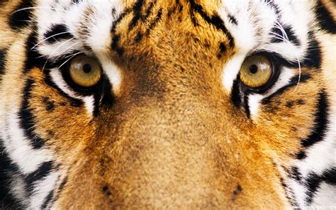 Tiger Face Close Up HD Wallpapers - Wallpaper Cave