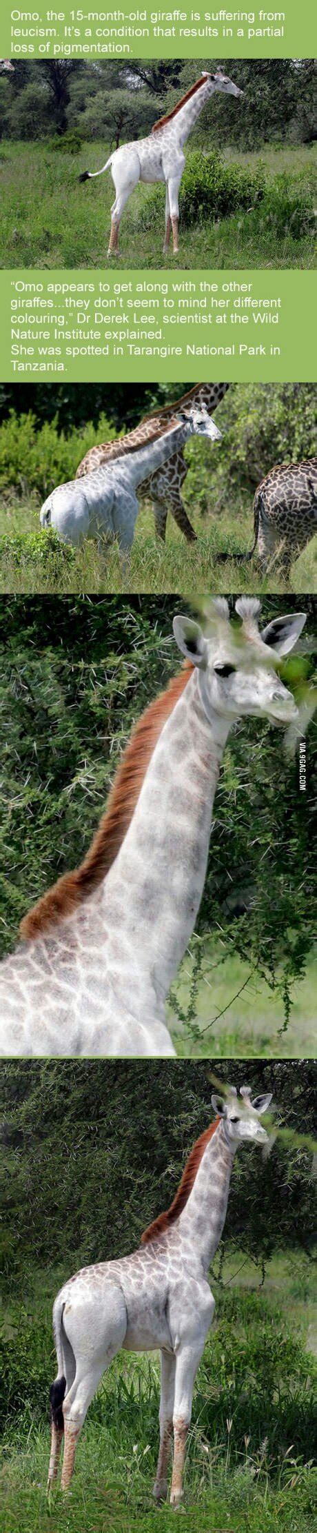 The best giraffe memes :) Memedroid