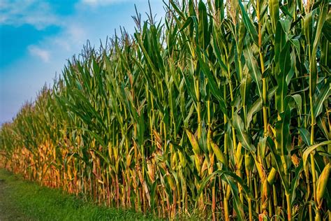 HD wallpaper: field, corn, agriculture, harvest, nature, cornfield, arable | Wallpaper Flare