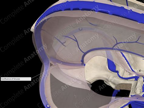 Falx Cerebri | Complete Anatomy