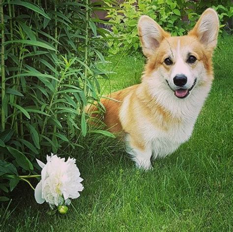 16 Interesting Facts About Corgis - BuzzSharer.com