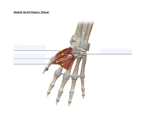 thenar eminence muscles Quiz