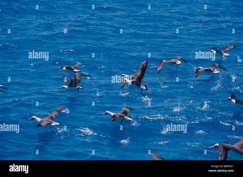 LAYSAN ALBATROSS, MIDWAY ISLANDS, HAWAII, U.S.A Stock Photo - Alamy