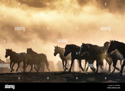 Inner Mongolia grassland horses Stock Photo - Alamy