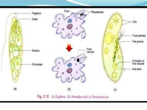 General characteristics of protozoa