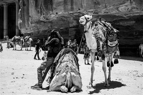 Image of a Man with Two Camels in Petra, Jordan in Black and White ...