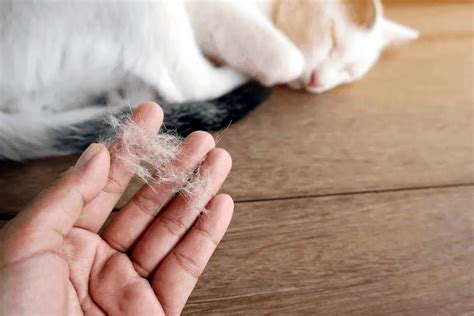 11 Major Signs That Your Cat Has Eczema - Our Eczema - Dedicated to Helping Eczema Sufferers ...