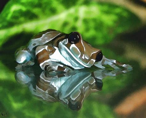 Amazon Milk Frog Photograph by Stephen Kinsey