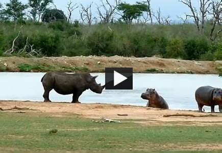 Hippo Vs. Rhino Fight - AttackVideo.com