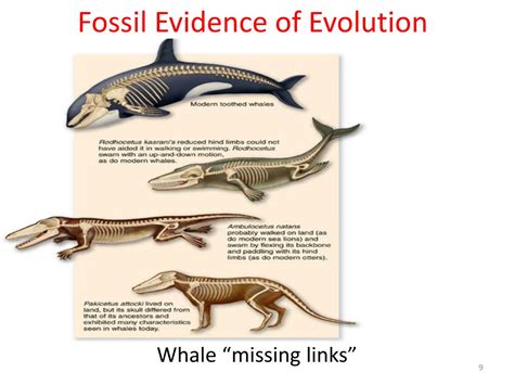 Fossil Record Evidence For Evolution