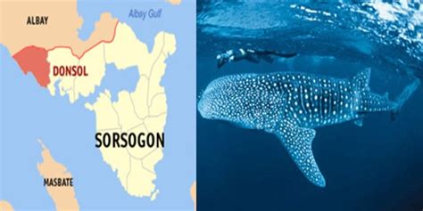 Whale Sharks: 104 New Individuals Spotted In Sorsogon