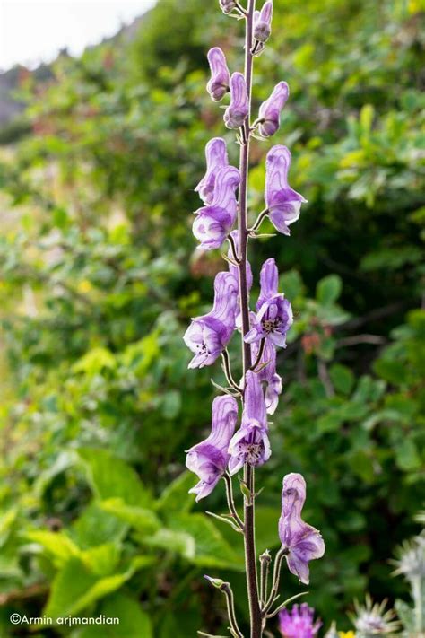 Aconitum sp. ? | Plants