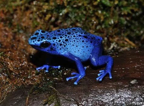 Poison Dart Frog Adaptations : Physiological, Behavioral, and Structural Marvels - Zooologist