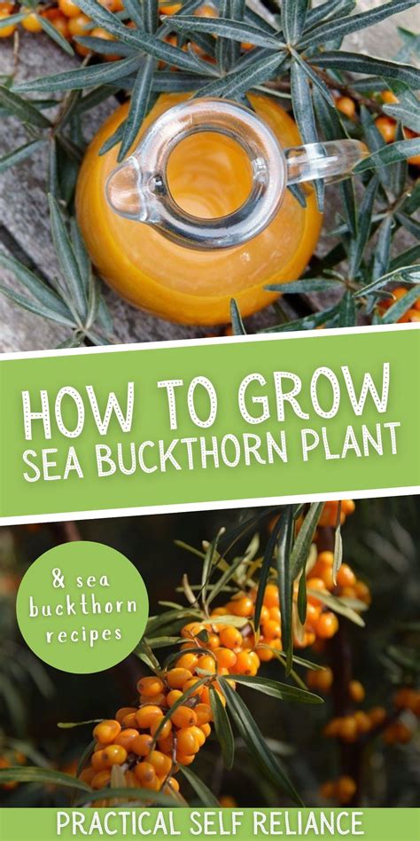 How to grow sea buckthorn sea berries – Artofit