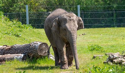 Blackpool Zoo - Animal Collection in Blackpool - Visit Lancashire