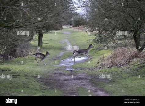 Running Doe Fallow Deer with Fawns in Tow (Dama dama) taken in a Forest Clearing in the UK in ...