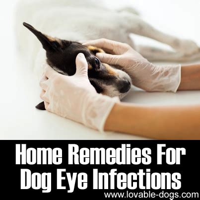 Lovable Dogs Home Remedies For Dog Eye Infections - Lovable Dogs