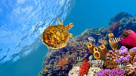 Great Barrier Reef Turtle 4K Wallpapers - Wallpaper Cave