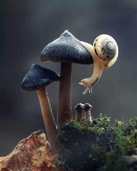 Background Mushroom Wallpaper - EnWallpaper